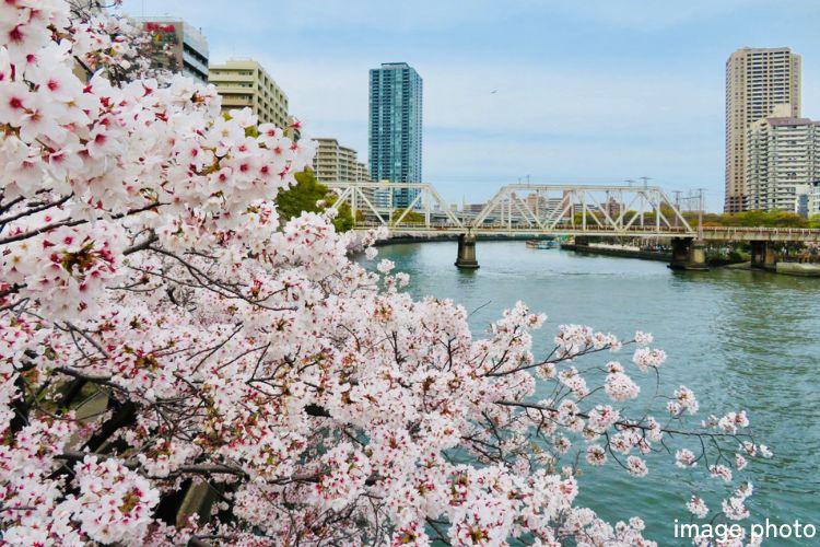 シティタワー大阪天満ザ・リバー＆パークスの周辺桜の景色